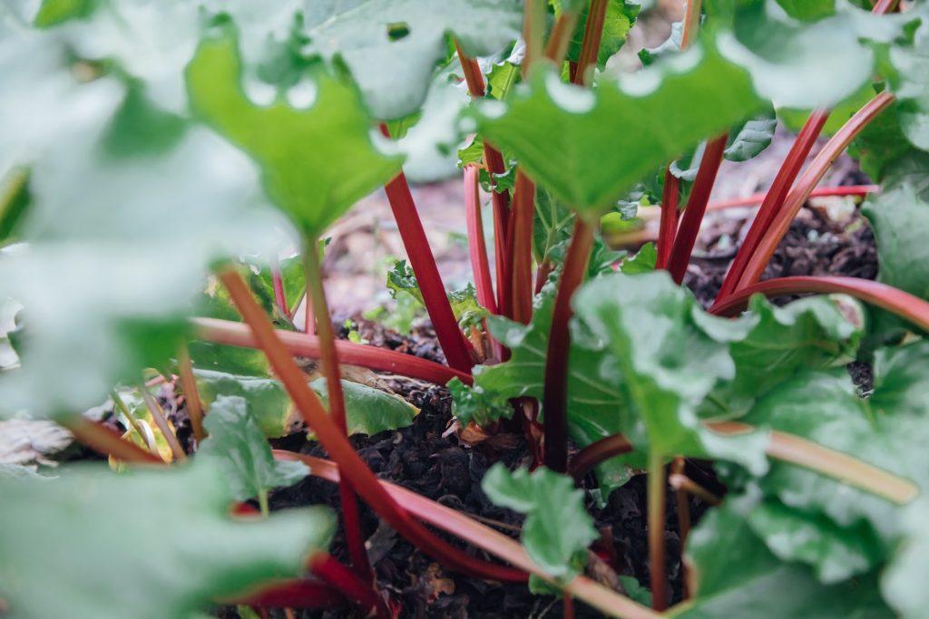 Rhubarb on keto